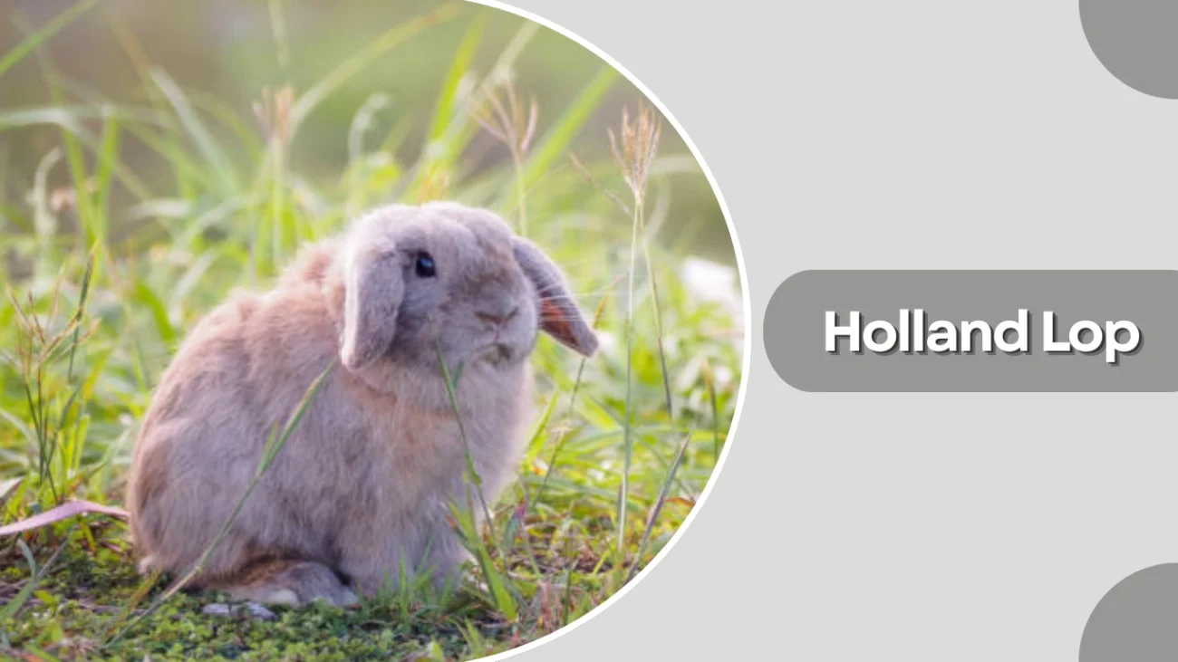 Holland Lop