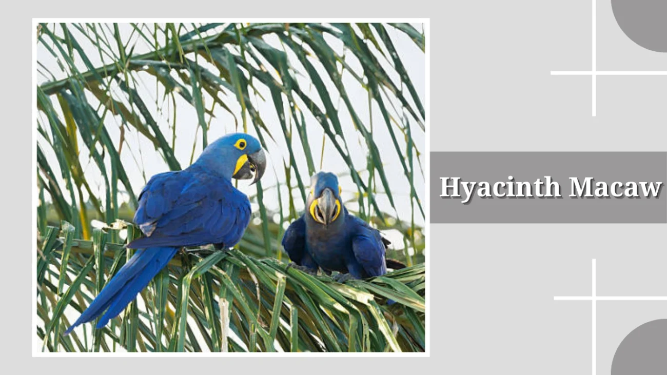 Hyacinth Macaw