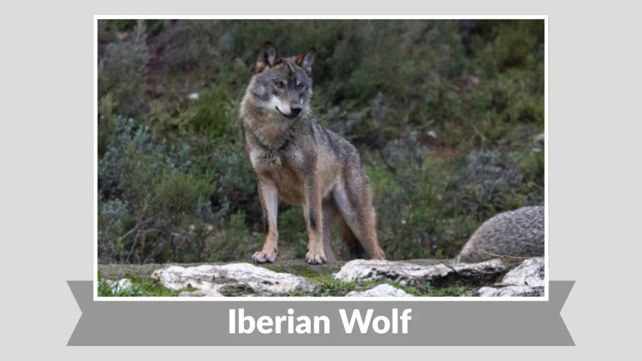 Iberian Wolf