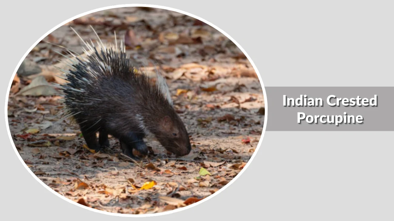 Indian Crested Porcupine