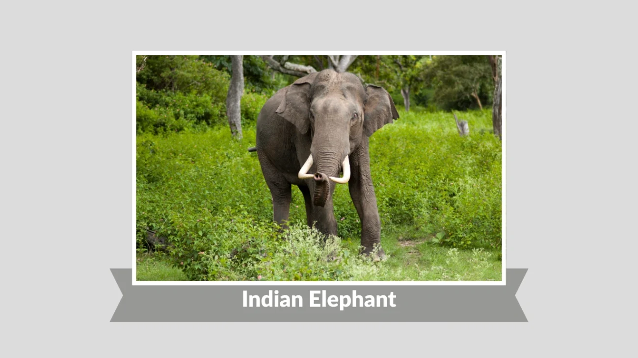Indian Elephant