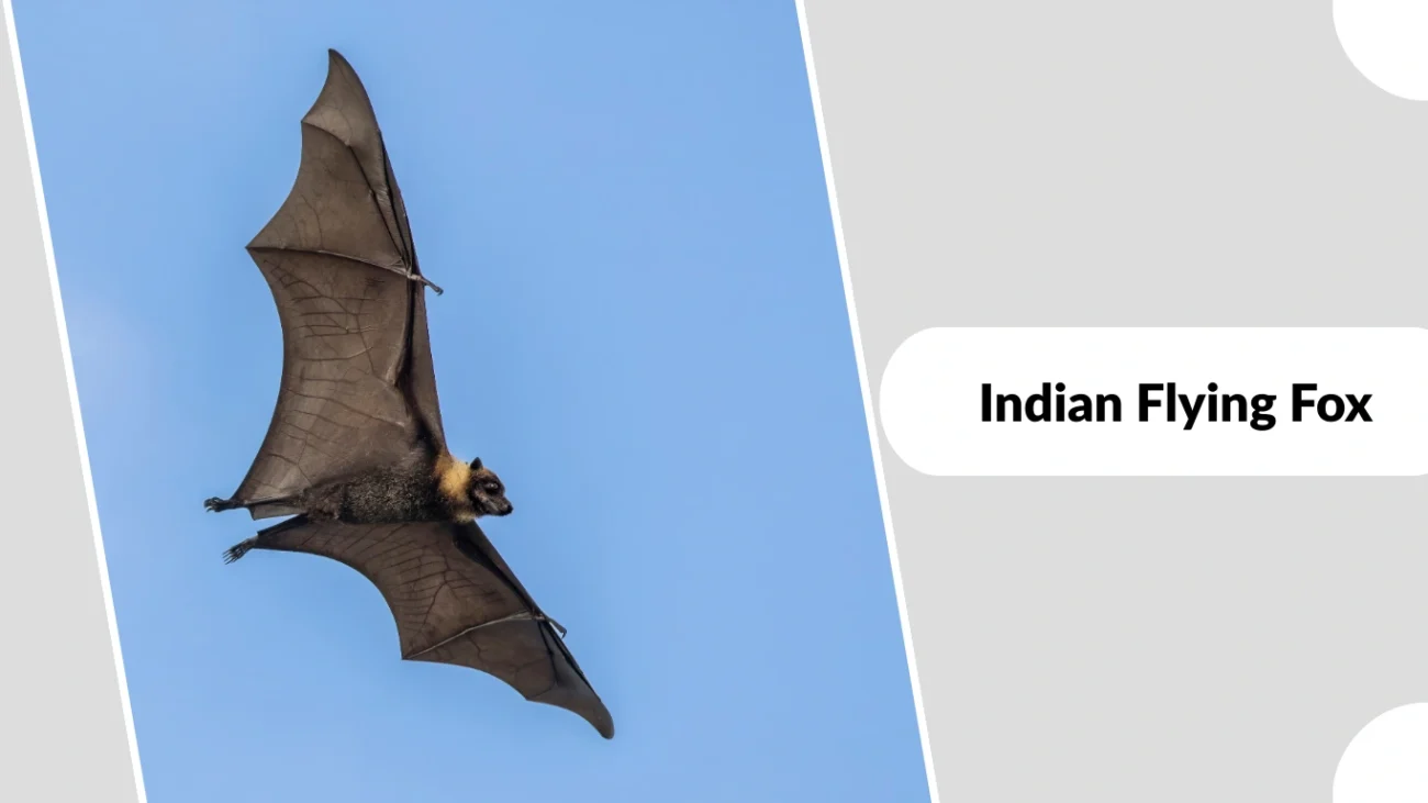 Indian Flying Fox