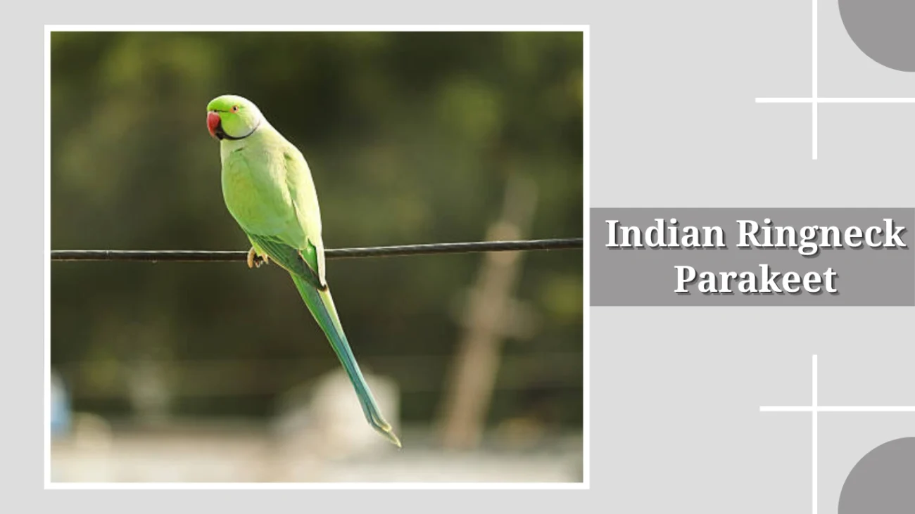 Indian Ringneck Parakeet