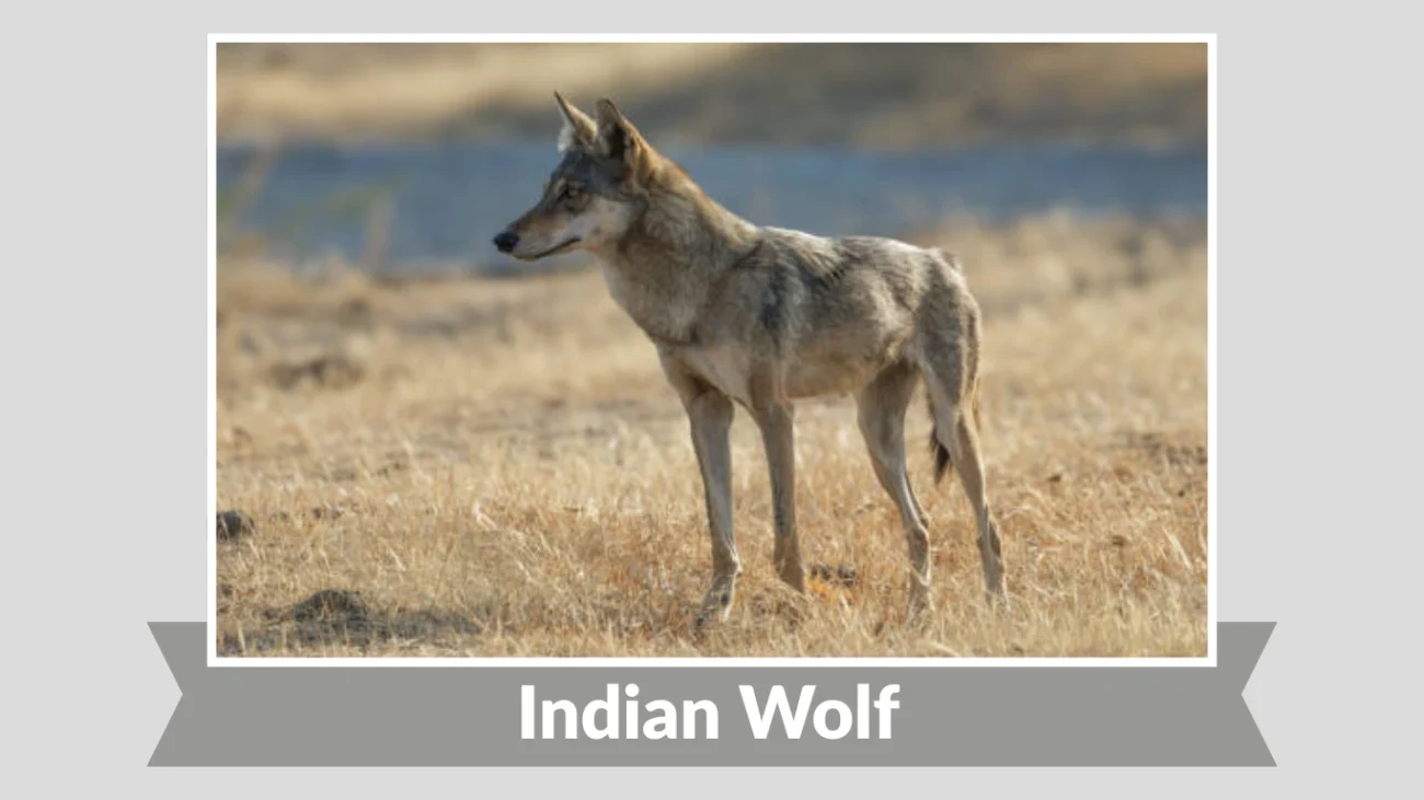 Indian Wolf