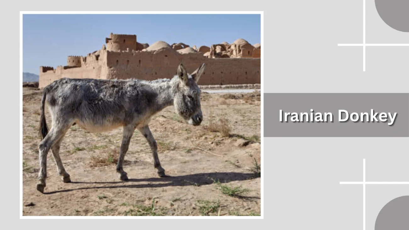 Iranian Donkey