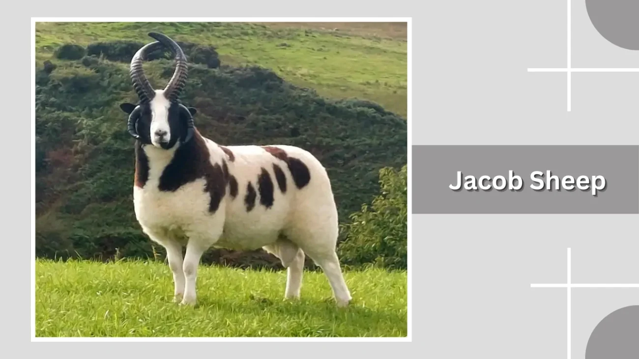 Jacob Sheep