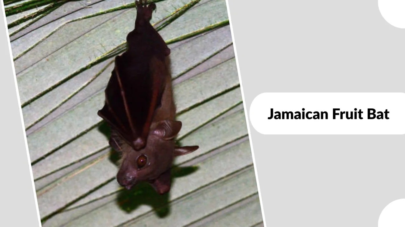 Jamaican Fruit Bat