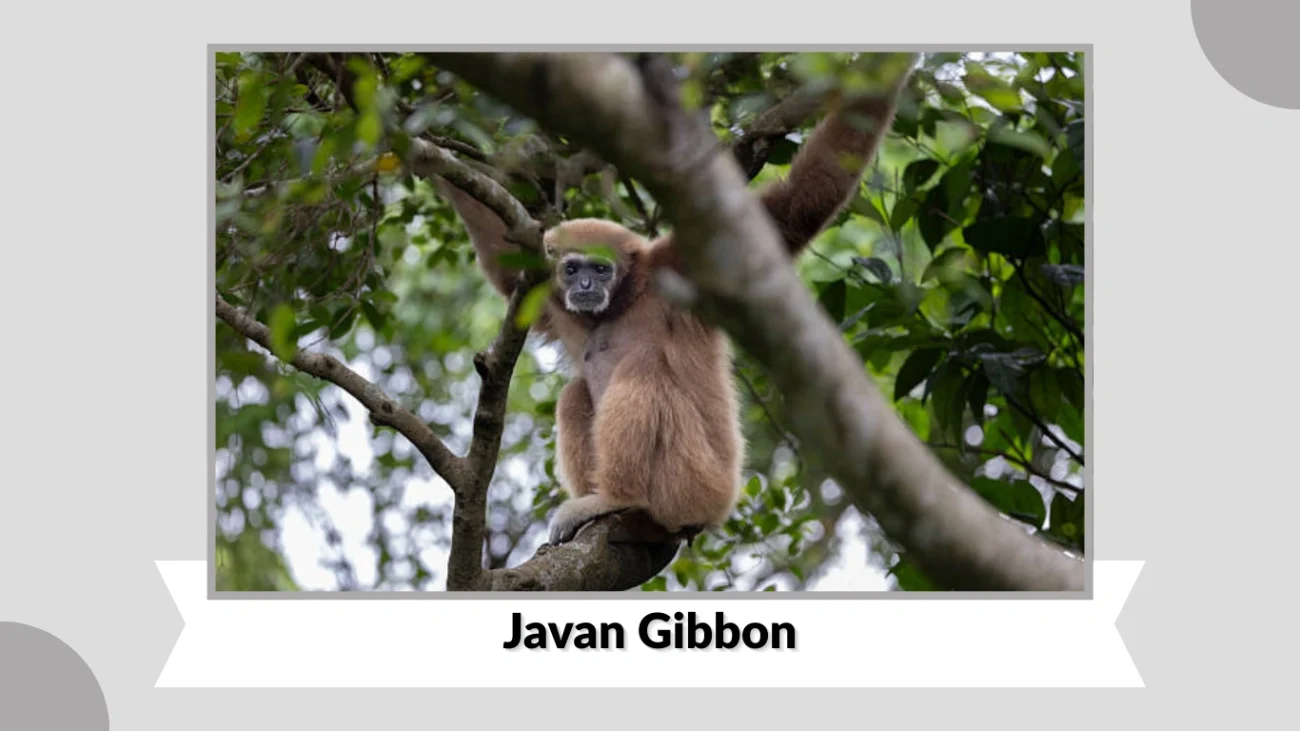 Javan Gibbon