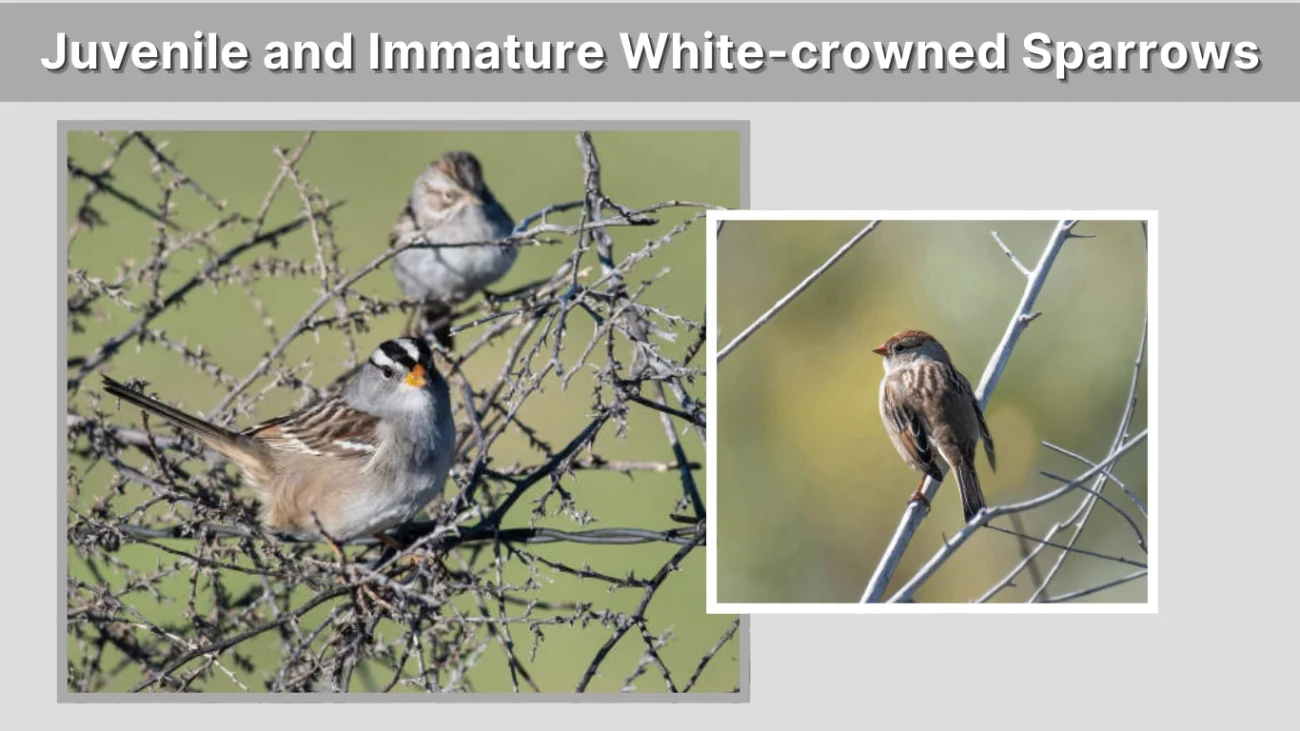 Juvenile and Immature White-crowned Sparrows