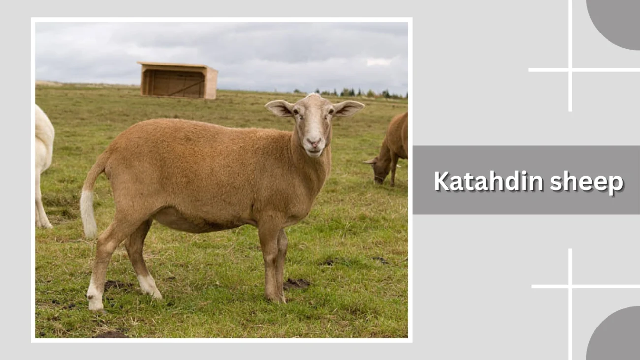 Katahdin sheep