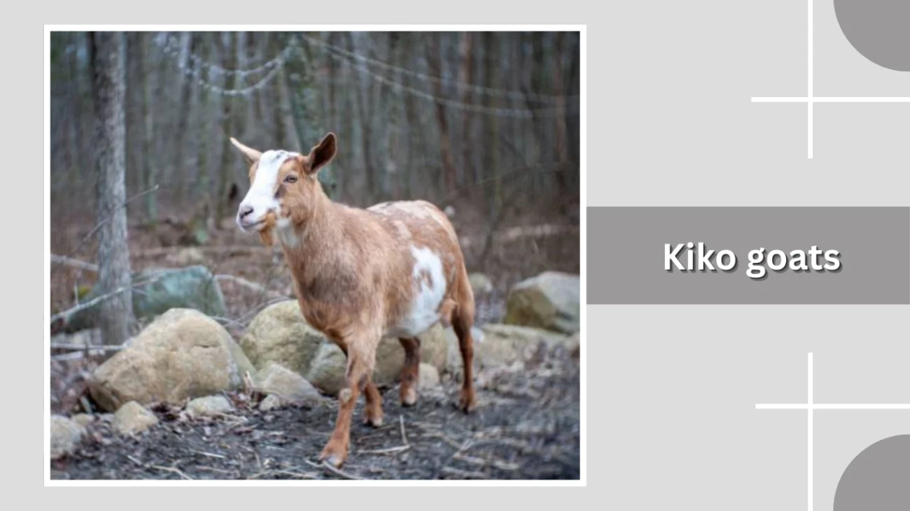 Kiko goats