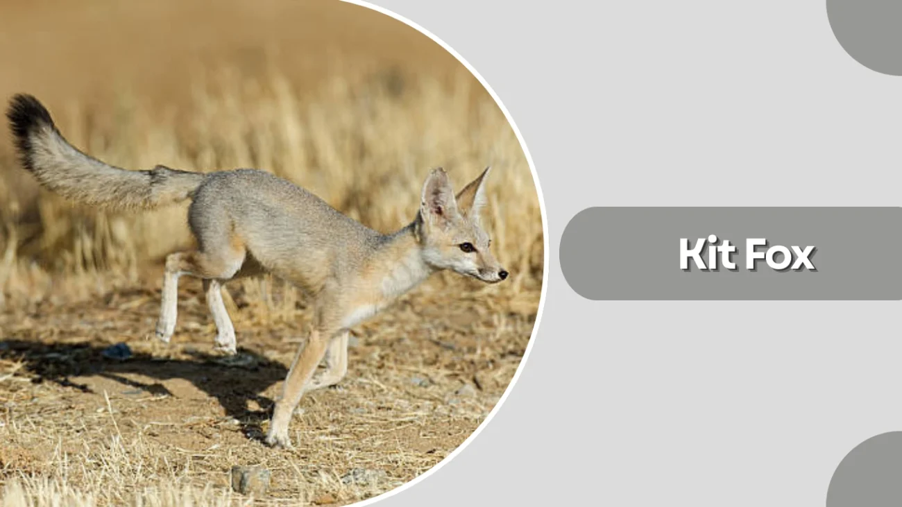 Kit Fox