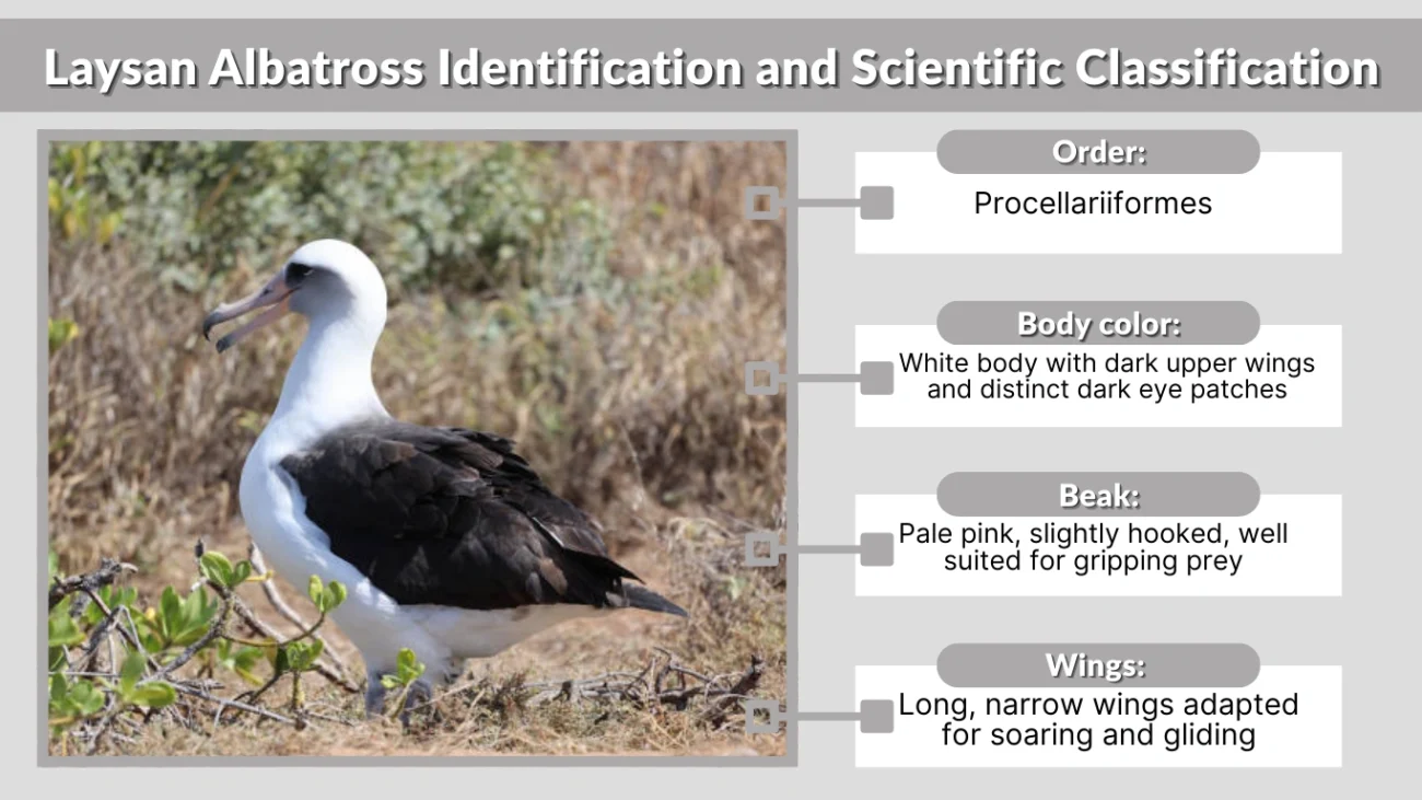 Laysan Albatross Identification and Scientific Classification