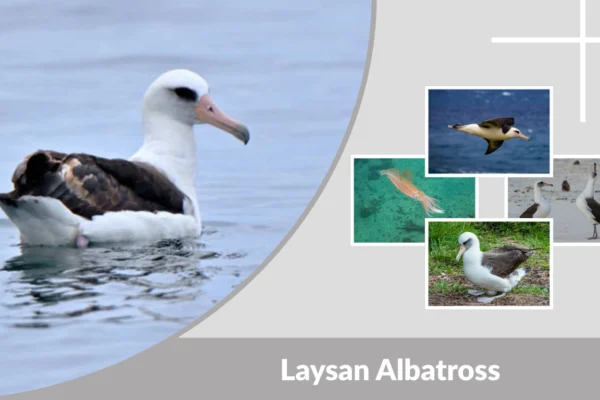 Laysan Albatross Lifespan, Size, Habitat & Facts