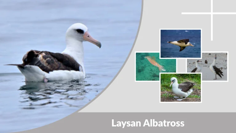 Laysan Albatross: Lifespan, Size, Habitat & Facts