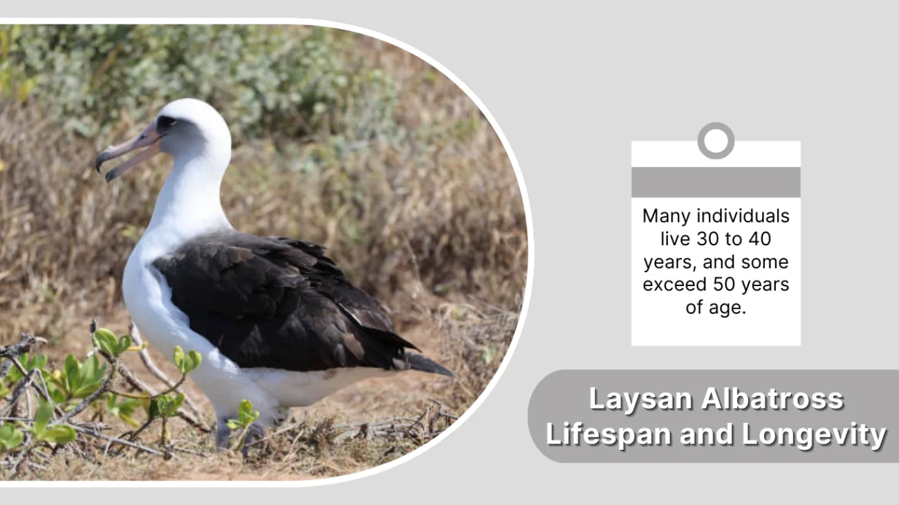 Laysan Albatross Lifespan and Longevity