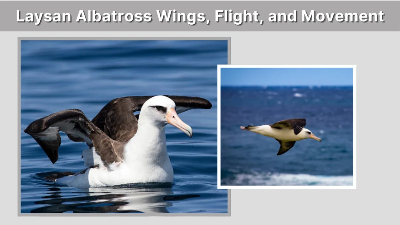 Laysan Albatross Wings, Flight, and Movement