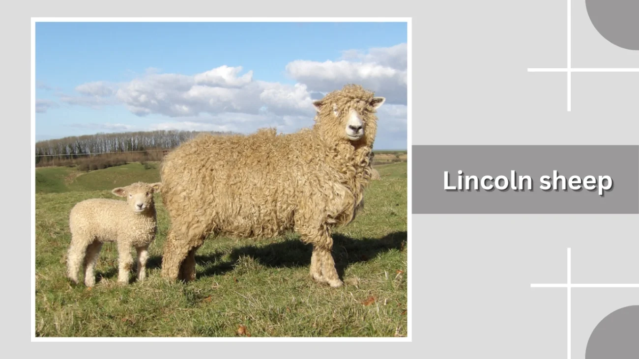 Lincoln sheep