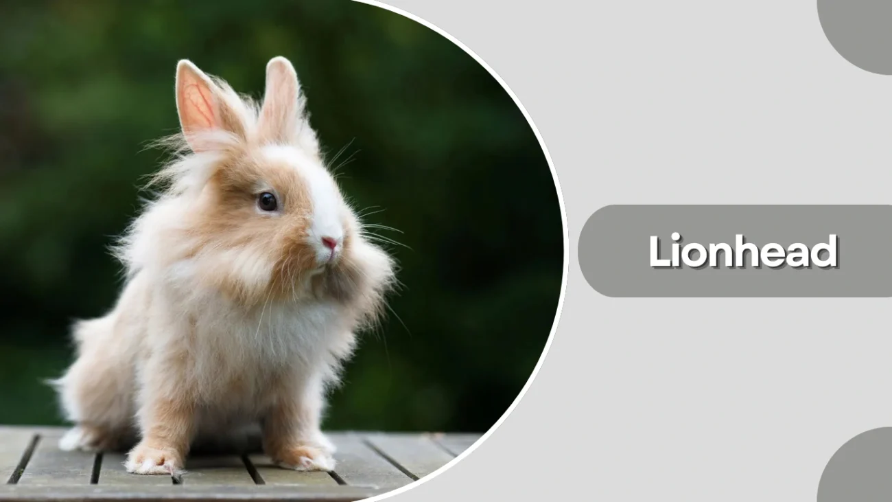 Lionhead