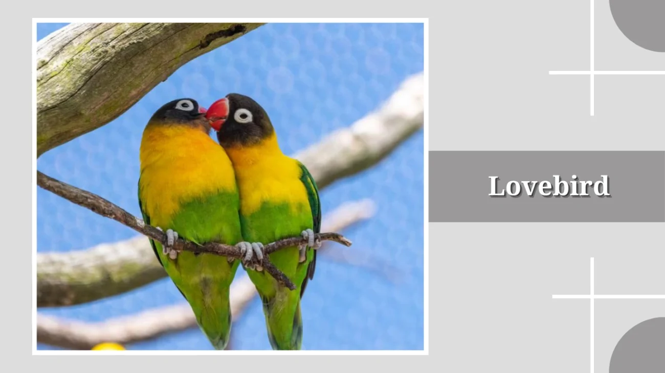 Lovebird
