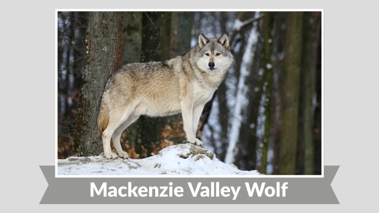 Mackenzie Valley Wolf