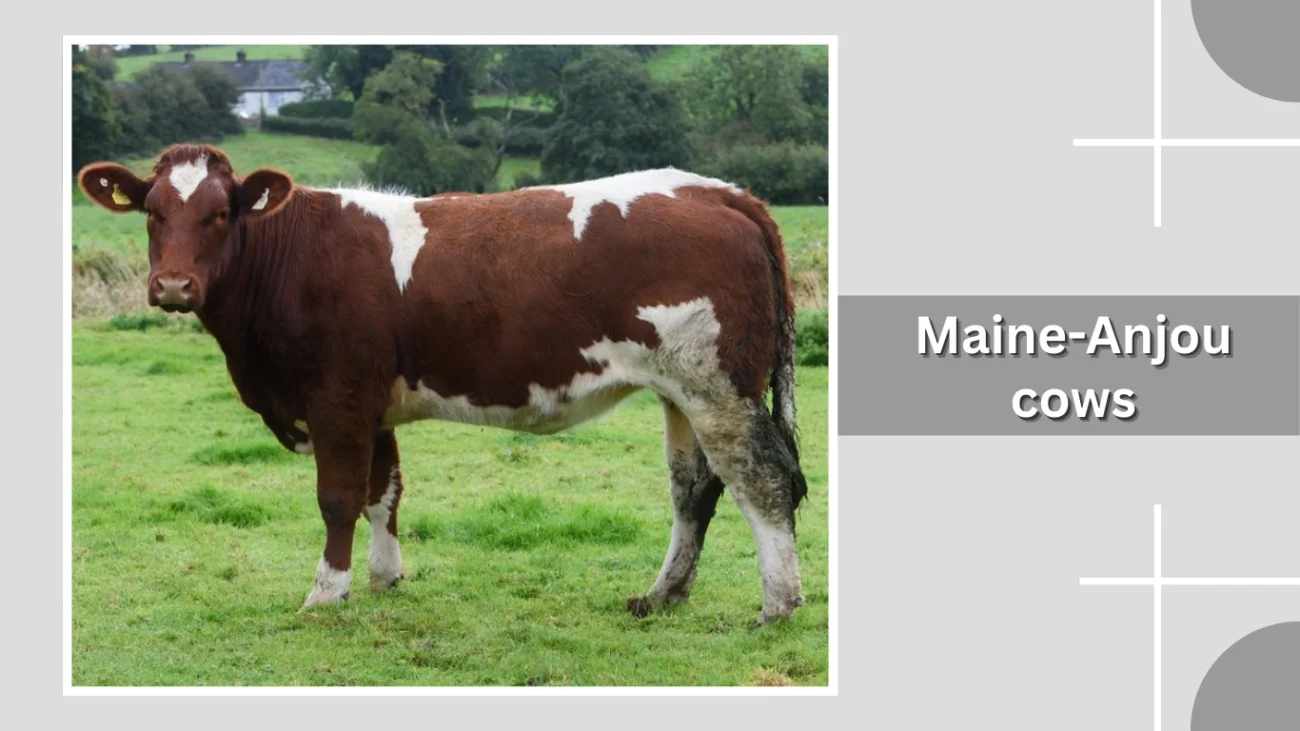 Maine-Anjou cows
