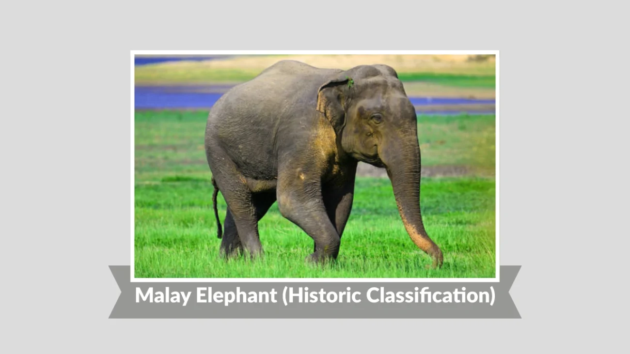 Malay Elephant (Historic Classification)