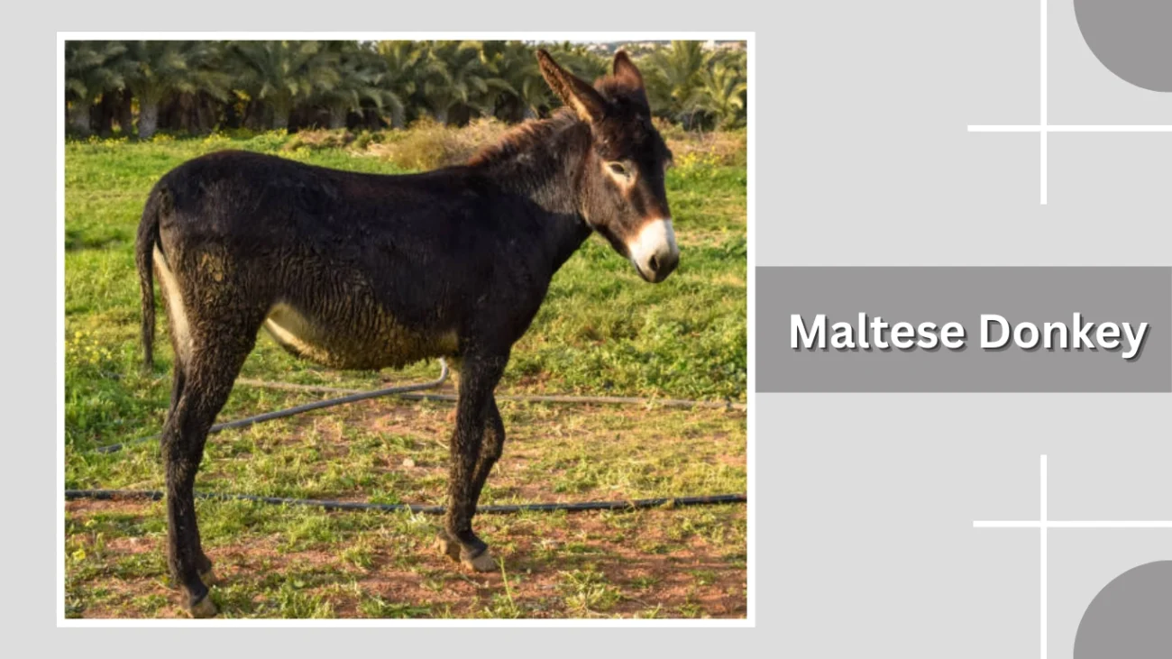 Maltese Donkey