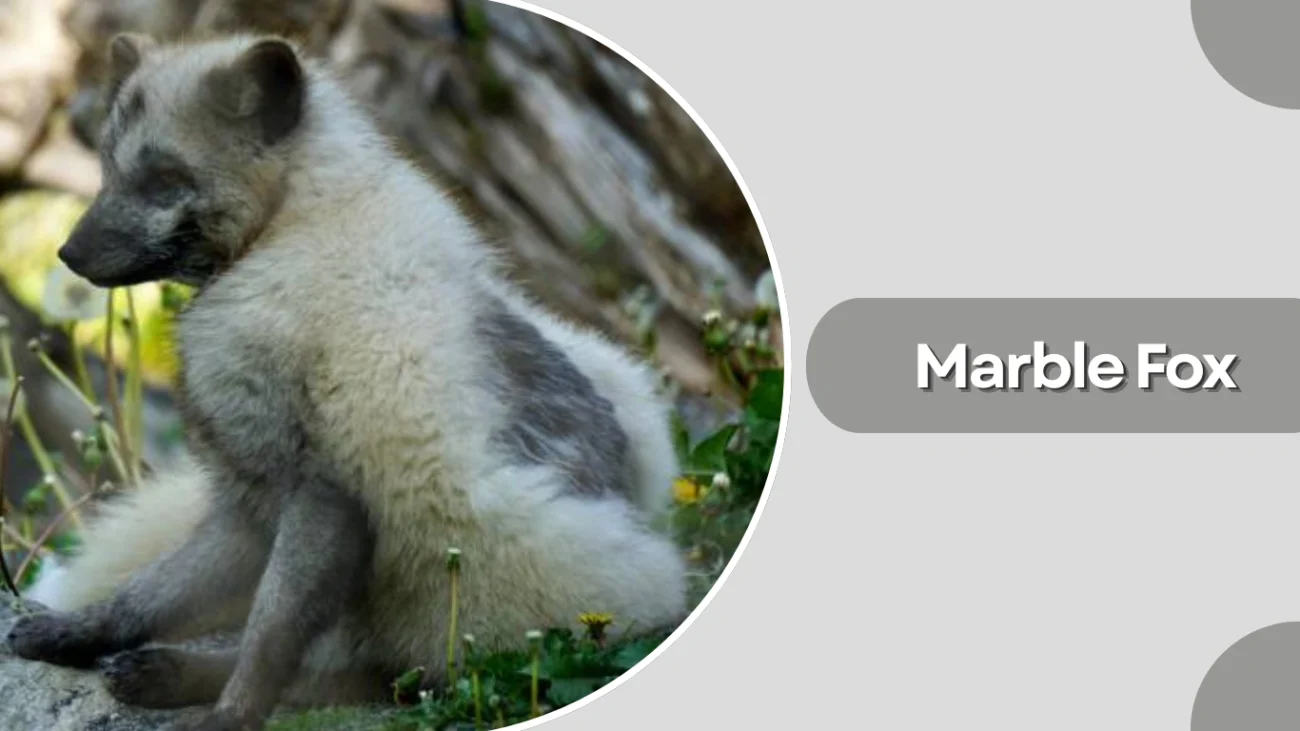 Marble Fox