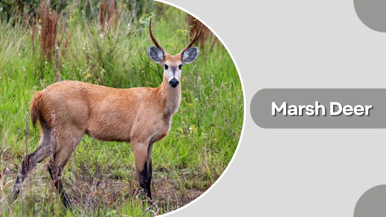 Marsh Deer