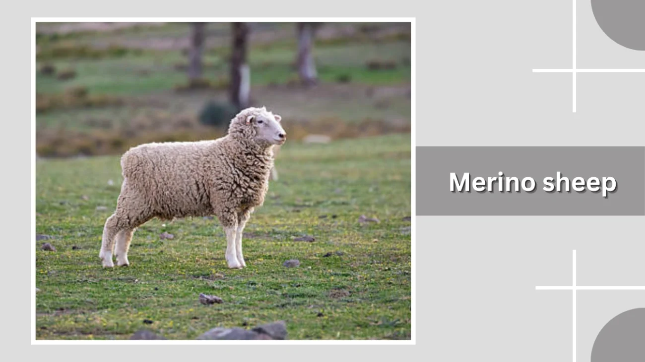 Merino sheep