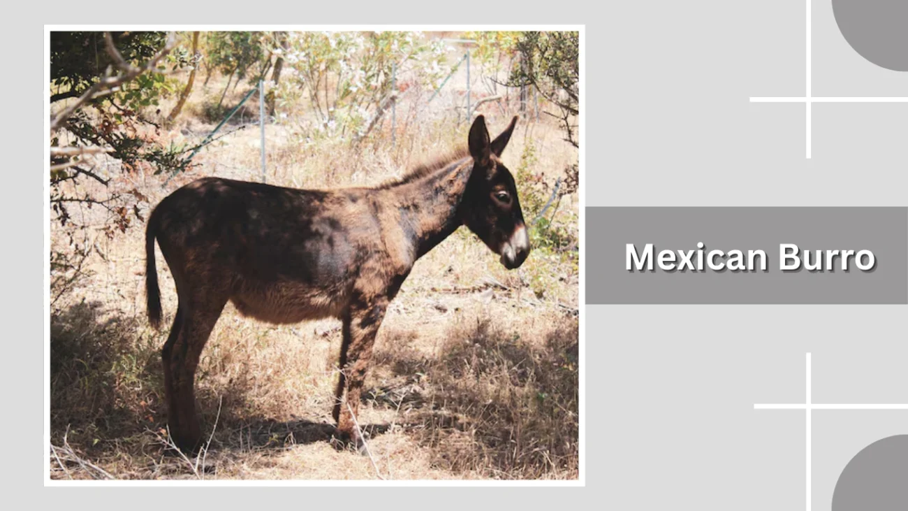 Mexican Burro