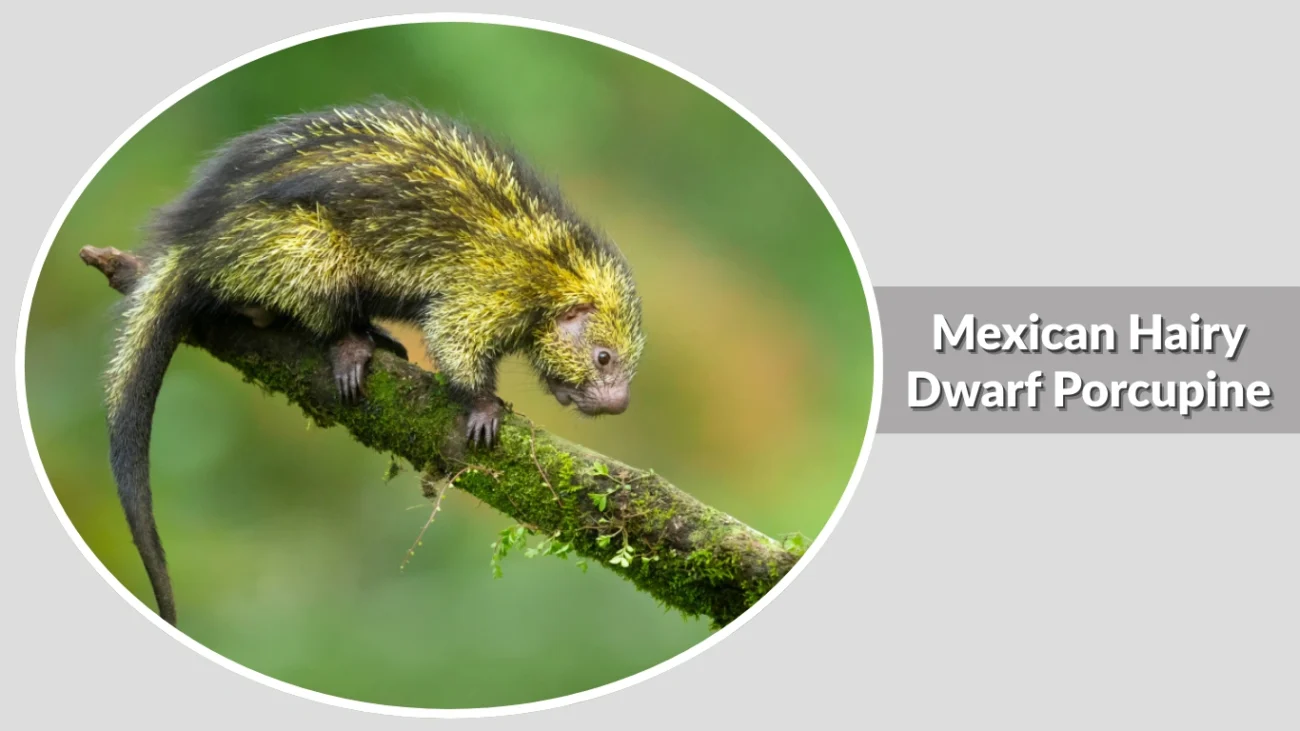 Mexican Hairy Dwarf Porcupine
