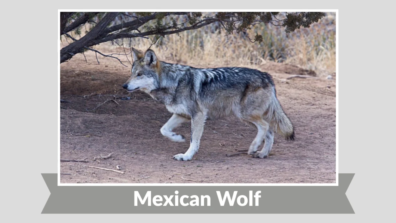 Mexican Wolf