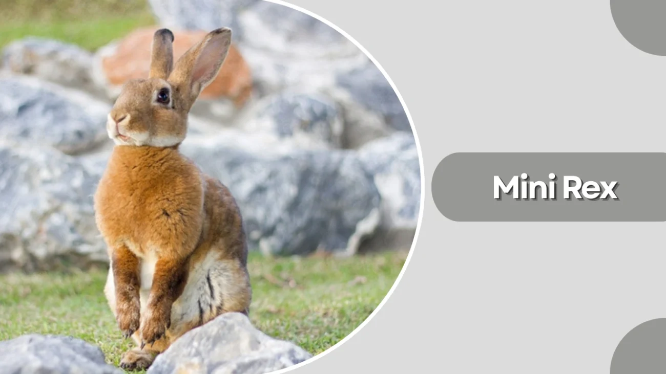 Mini Rex