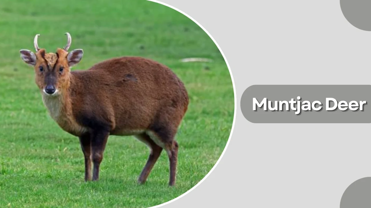 Muntjac Deer