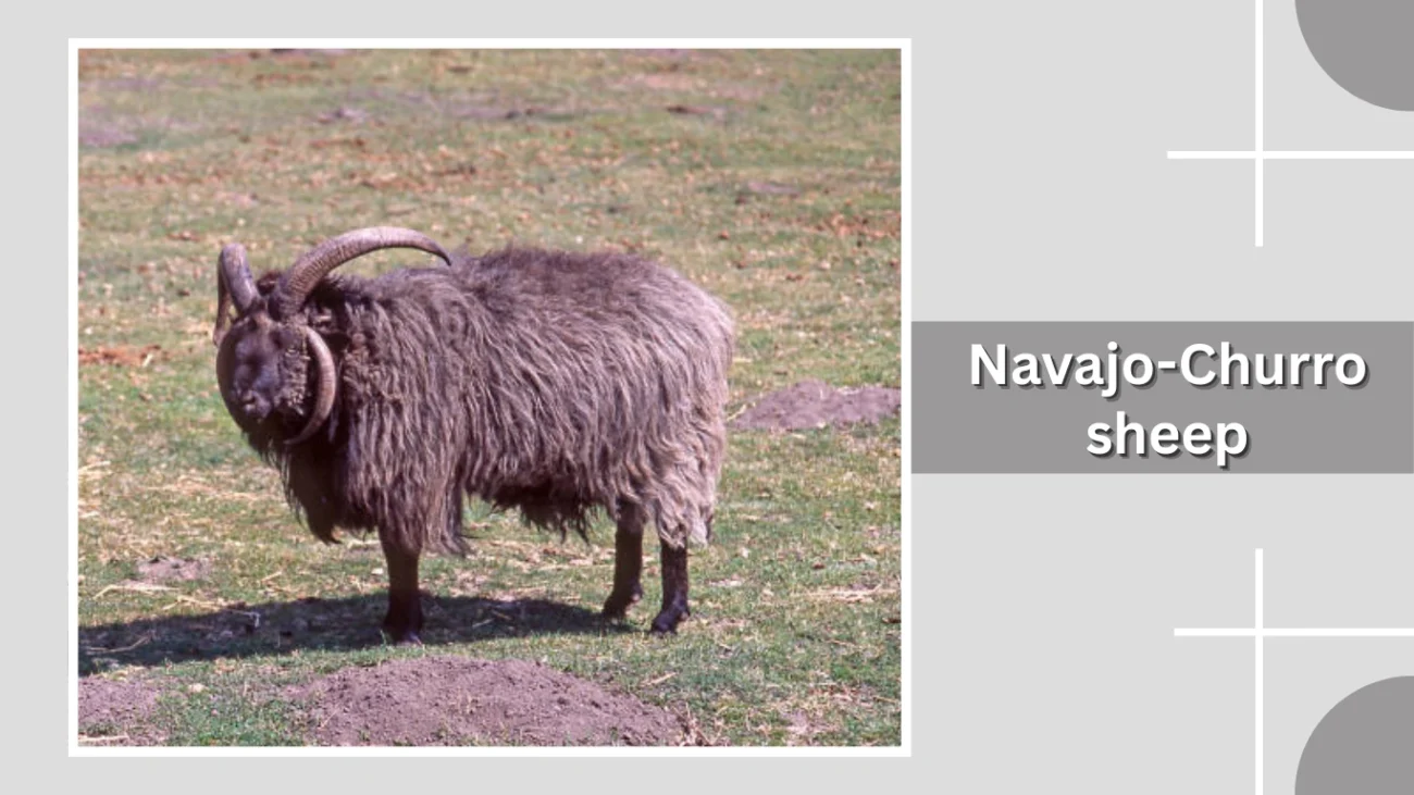 Navajo-Churro sheep