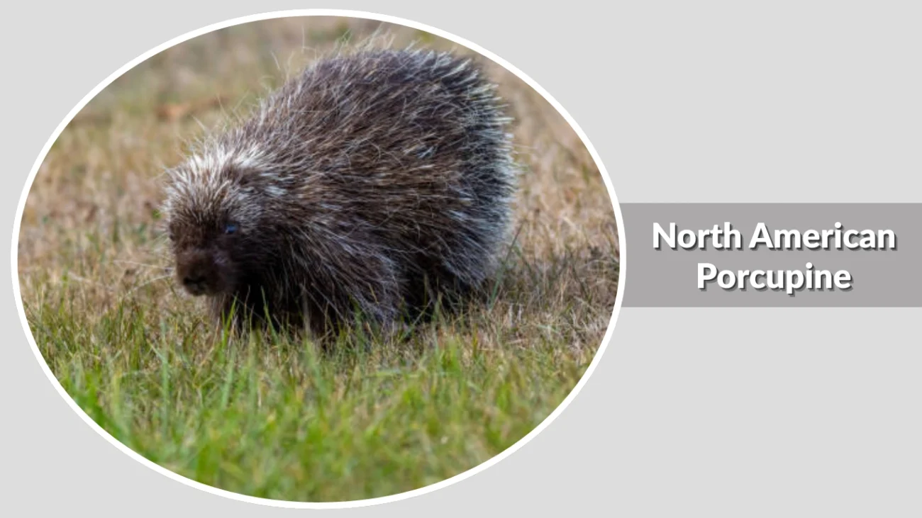 Cape Porcupine
