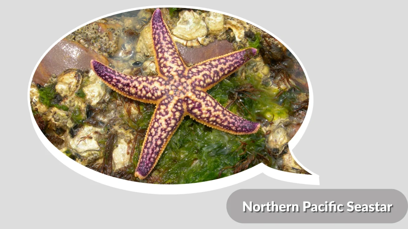 Northern Pacific Seastar