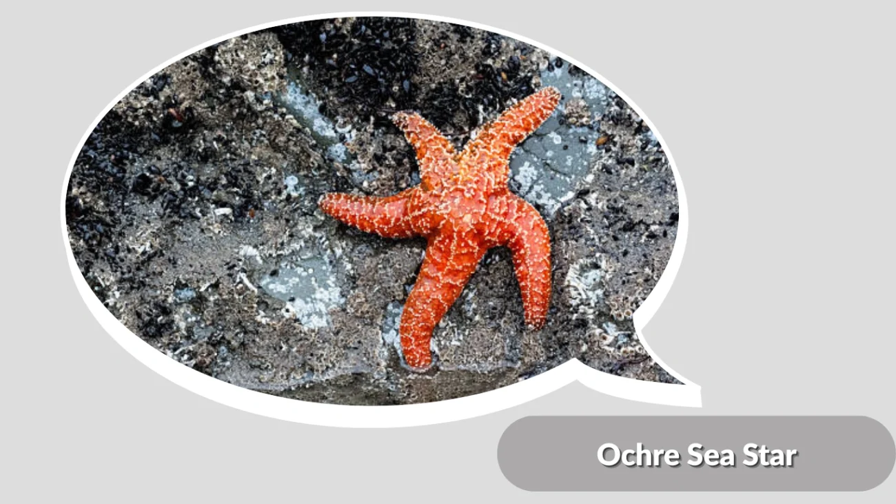 Ochre Sea Star