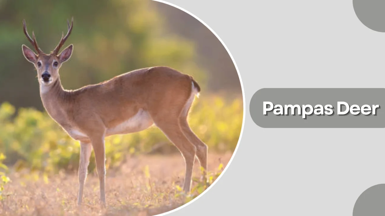Pampas Deer