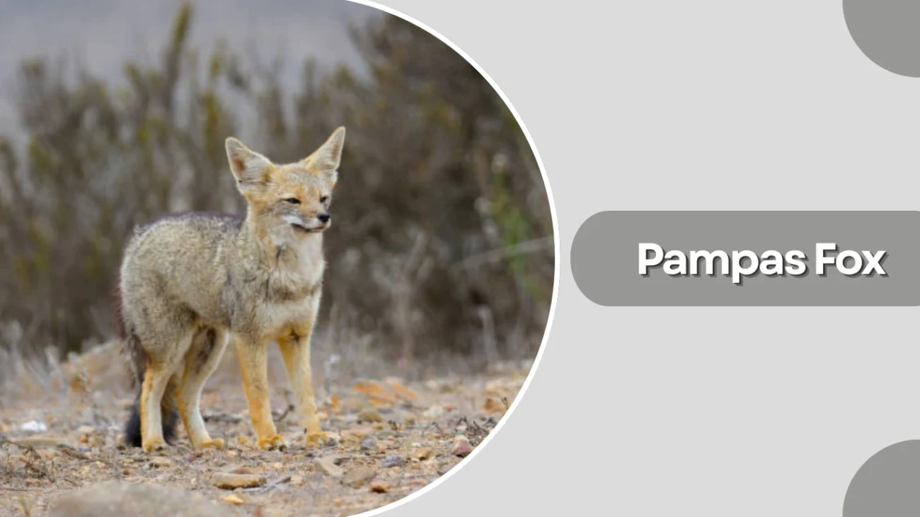 Pampas Fox