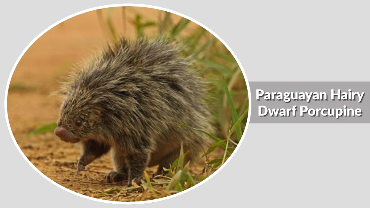 Paraguayan Hairy Dwarf Porcupine
