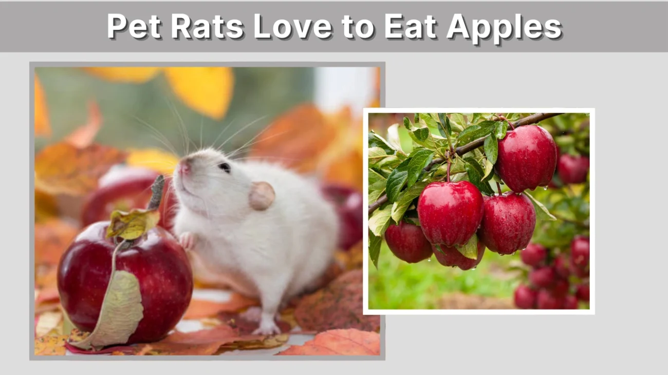 Pet Rats Love to Eat Apples