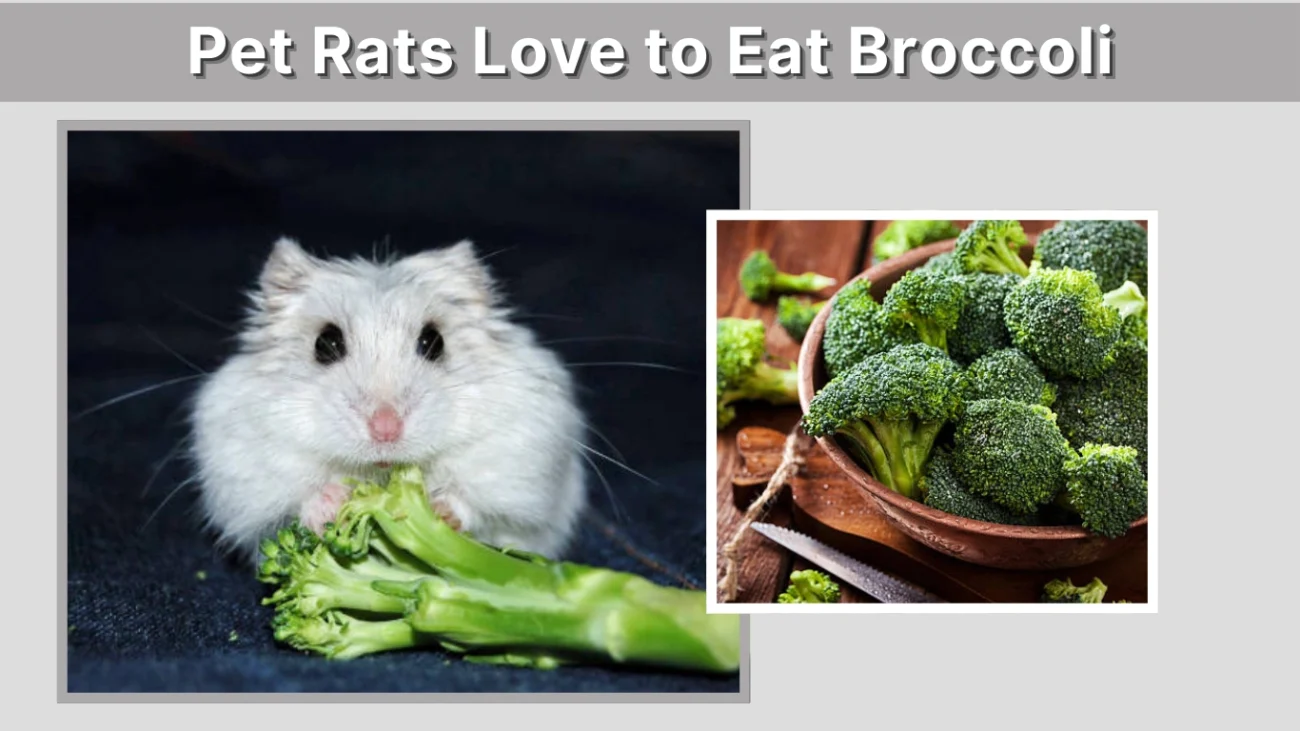 Pet Rats Love to Eat Broccoli