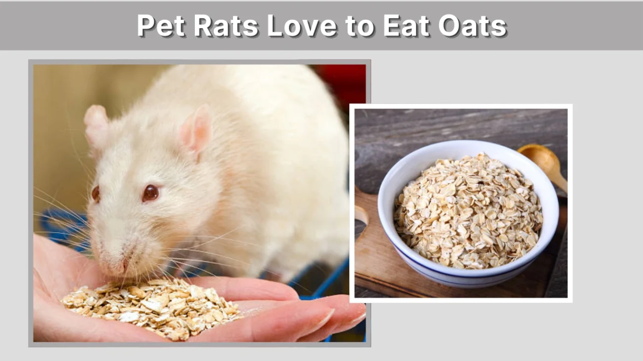 Pet Rats Love to Eat Oats