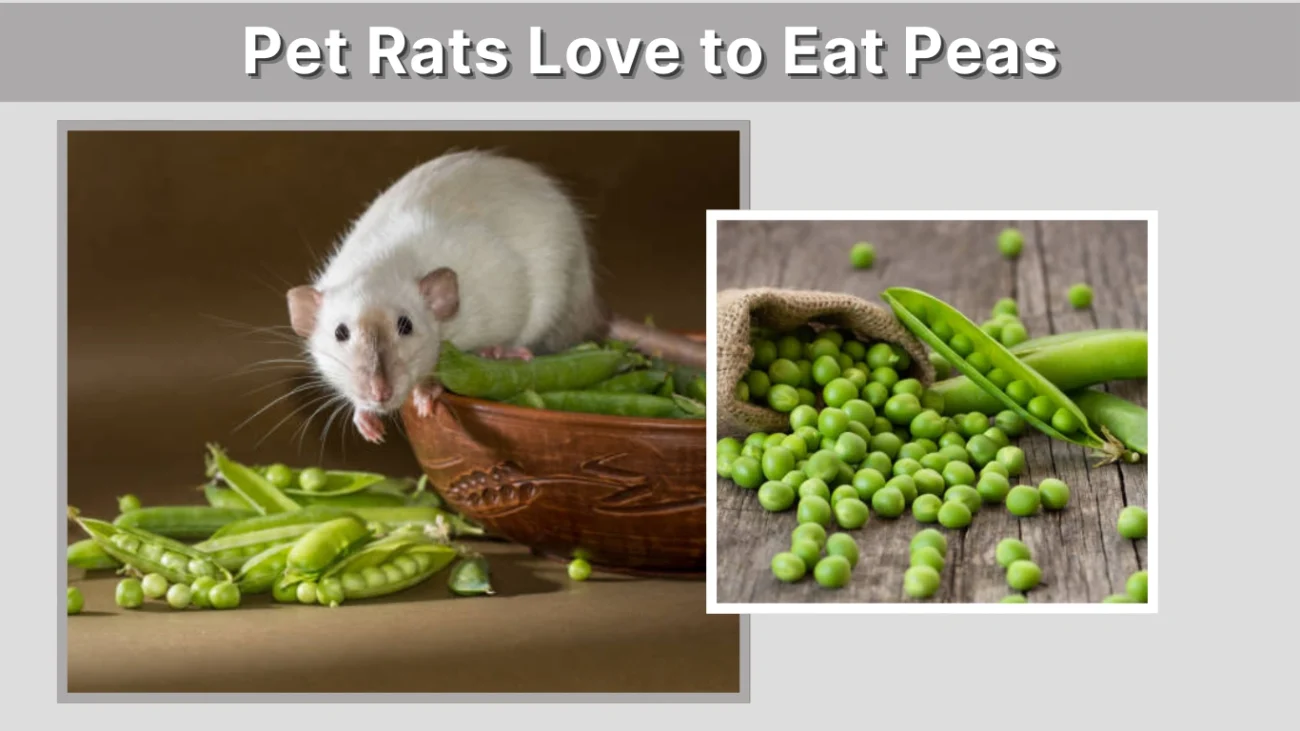 Pet Rats Love to Eat Peas