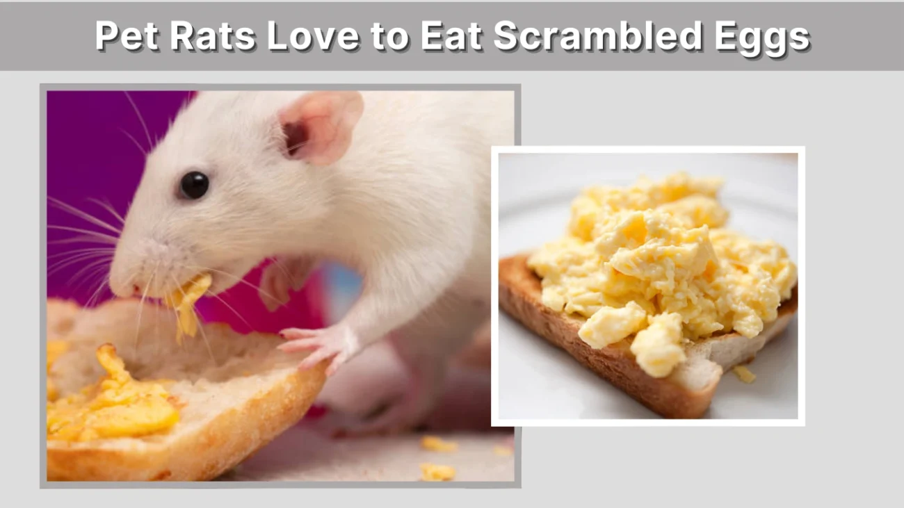 Pet Rats Love to Eat Scrambled Eggs
