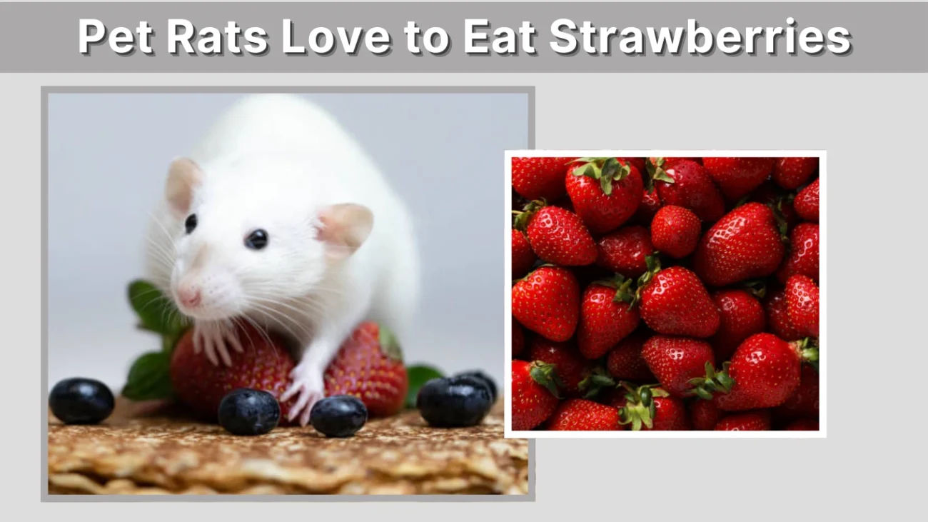 Pet Rats Love to Eat Strawberries