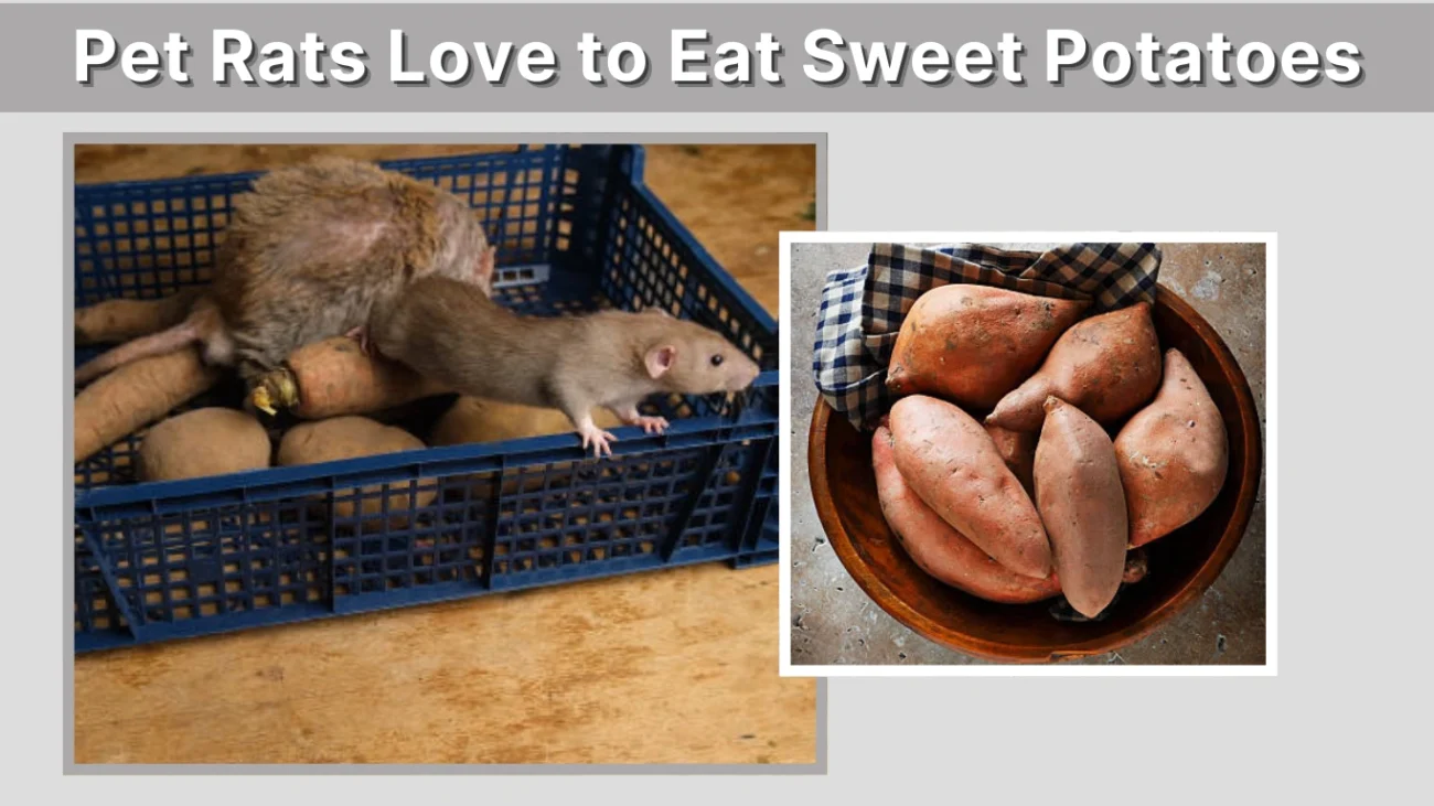 Pet Rats Love to Eat Sweet Potatoes